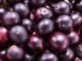 Acai, Güney Amerika kökenli, özellikle Brezilya yağmur ormanlarında yetişen morumsu bir meyvedir. Son yıllarda sağlık ve beslenme dünyasında popülerliği hızla artan Acai, yüksek besin değerleri ile dikkat çeker. Antioksidan bakımından zengin olan bu meyve, enerji verici ve bağışıklık sistemini destekleyici özellikleriyle öne çıkar. Taze veya dondurulmuş olarak tüketilebilen Acai, smoothie, meyve kaseleri ve sağlıklı atıştırmalıklar için sıkça tercih edilir. Konulu bir haber görseli.