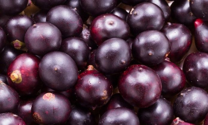 Acai Nedir Acai'nin Faydaları Nelerdir Acai, Güney Amerika kökenli, özellikle Brezilya yağmur ormanlarında yetişen morumsu bir meyvedir. Son yıllarda sağlık ve beslenme dünyasında popülerliği hızla artan Acai, yüksek besin değerleri ile dikkat çeker. Antioksidan bakımından zengin olan bu meyve, enerji verici ve bağışıklık sistemini destekleyici özellikleriyle öne çıkar. Taze veya dondurulmuş olarak tüketilebilen Acai, smoothie, meyve kaseleri ve sağlıklı atıştırmalıklar için sıkça tercih edilir. Konulu bir haber görseli.