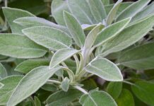 Adaçayı Nedir? Adaçayı’nın Faydaları Nelerdir? Doğal bitkisel ürünlere olan ilginin arttığı günümüzde, Adaçayı en çok tercih edilen şifalı bitkiler arasında yer alıyor. Yüzyıllardır hem geleneksel tıpta hem de mutfak kültüründe kullanılan bu aromatik bitki, özellikle kış aylarında sıkça tüketiliyor. Peki, Adaçayı nedir ve neden bu kadar değerli kabul edilir? Konulu bir haber görseli.