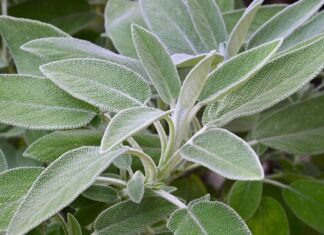 Doğal bitkisel ürünlere olan ilginin arttığı günümüzde, Adaçayı en çok tercih edilen şifalı bitkiler arasında yer alıyor. Yüzyıllardır hem geleneksel tıpta hem de mutfak kültüründe kullanılan bu aromatik bitki, özellikle kış aylarında sıkça tüketiliyor. Peki, Adaçayı nedir ve neden bu kadar değerli kabul edilir? Konulu bir haber görseli.