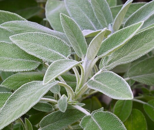 Doğal bitkisel ürünlere olan ilginin arttığı günümüzde, Adaçayı en çok tercih edilen şifalı bitkiler arasında yer alıyor. Yüzyıllardır hem geleneksel tıpta hem de mutfak kültüründe kullanılan bu aromatik bitki, özellikle kış aylarında sıkça tüketiliyor. Peki, Adaçayı nedir ve neden bu kadar değerli kabul edilir? Konulu bir haber görseli.