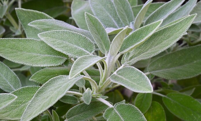 Adaçayı Nedir Ve Adaçayının Faydaları Nelerdir Doğal Şifanın Güçlü Bitkisi Doğal bitkisel ürünlere olan ilginin arttığı günümüzde, Adaçayı en çok tercih edilen şifalı bitkiler arasında yer alıyor. Yüzyıllardır hem geleneksel tıpta hem de mutfak kültüründe kullanılan bu aromatik bitki, özellikle kış aylarında sıkça tüketiliyor. Peki, Adaçayı nedir ve neden bu kadar değerli kabul edilir? Konulu bir haber görseli.