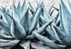 Agave Nedir? Agave’nin Faydaları Nelerdir? Agave, özellikle Meksika kökenli bir bitki türüdür ve son yıllarda sağlık ve beslenme alanında popülerlik kazanmıştır. Yaprakları etli ve su tutma kapasitesi yüksek olan agave, tatlı özleriyle bilinir. Doğal olarak şekerli bir yapıya sahip olan bu bitki, tatlandırıcı ve alternatif besin kaynağı olarak kullanılmaktadır. Konulu bir haber görseli.