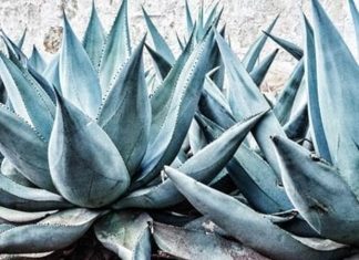 Agave, özellikle Meksika kökenli bir bitki türüdür ve son yıllarda sağlık ve beslenme alanında popülerlik kazanmıştır. Yaprakları etli ve su tutma kapasitesi yüksek olan agave, tatlı özleriyle bilinir. Doğal olarak şekerli bir yapıya sahip olan bu bitki, tatlandırıcı ve alternatif besin kaynağı olarak kullanılmaktadır. Konulu bir haber görseli.