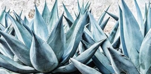 Agave Nedir? Agave’nin Faydaları Nelerdir? Agave, özellikle Meksika kökenli bir bitki türüdür ve son yıllarda sağlık ve beslenme alanında popülerlik kazanmıştır. Yaprakları etli ve su tutma kapasitesi yüksek olan agave, tatlı özleriyle bilinir. Doğal olarak şekerli bir yapıya sahip olan bu bitki, tatlandırıcı ve alternatif besin kaynağı olarak kullanılmaktadır. Konulu bir haber görseli.