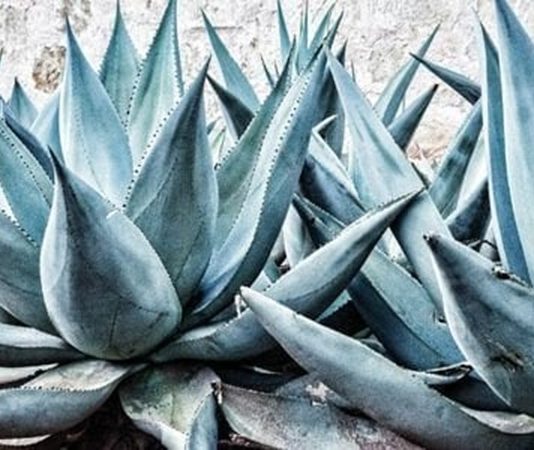 Agave, özellikle Meksika kökenli bir bitki türüdür ve son yıllarda sağlık ve beslenme alanında popülerlik kazanmıştır. Yaprakları etli ve su tutma kapasitesi yüksek olan agave, tatlı özleriyle bilinir. Doğal olarak şekerli bir yapıya sahip olan bu bitki, tatlandırıcı ve alternatif besin kaynağı olarak kullanılmaktadır. Konulu bir haber görseli.