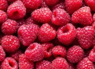 Yaz aylarının en sevilen meyvelerinden biri olan Ahududu, hem lezzeti hem de besin değeri ile dikkat çeken kırmızı renkli bir meyvedir. Tatlı ve hafif ekşimsi aroması sayesinde tatlılardan içeceklere kadar pek çok tarifte kullanılan bu özel meyve, aynı zamanda sağlık açısından sunduğu katkılarla da öne çıkar. Özellikle doğal beslenmeye önem verenlerin sıklıkla tercih ettiği Ahududu nedir sorusu, son yıllarda daha fazla araştırılmaya başlanmıştır. Konulu bir haber görseli.