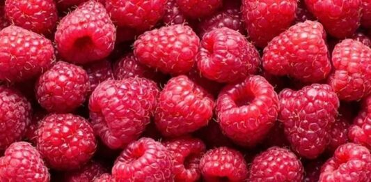 Ahududu Nedir? Ahududu’nun Faydaları Nelerdir? Yaz aylarının en sevilen meyvelerinden biri olan Ahududu, hem lezzeti hem de besin değeri ile dikkat çeken kırmızı renkli bir meyvedir. Tatlı ve hafif ekşimsi aroması sayesinde tatlılardan içeceklere kadar pek çok tarifte kullanılan bu özel meyve, aynı zamanda sağlık açısından sunduğu katkılarla da öne çıkar. Özellikle doğal beslenmeye önem verenlerin sıklıkla tercih ettiği Ahududu nedir sorusu, son yıllarda daha fazla araştırılmaya başlanmıştır. Konulu bir haber görseli.