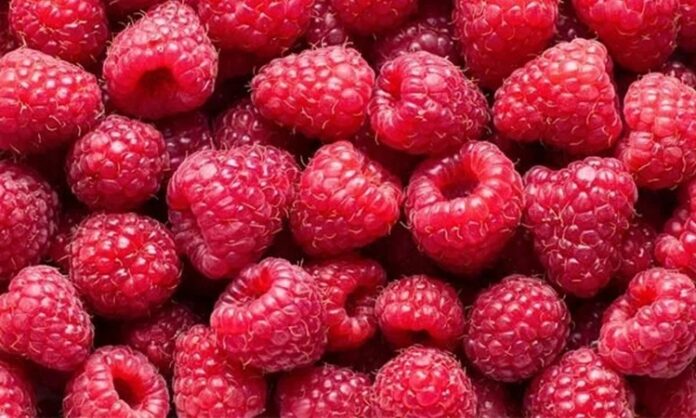 Doğal olarak serin ve ılıman iklimlerde yetişen Ahududu, çalı formunda bir bitkide yetişir. Yaz aylarının en sevilen meyvelerinden biri olan Ahududu, hem lezzeti hem de besin değeri ile dikkat çeken kırmızı renkli bir meyvedir. Tatlı ve hafif ekşimsi aroması sayesinde tatlılardan içeceklere kadar pek çok tarifte kullanılan bu özel meyve, aynı zamanda sağlık açısından sunduğu katkılarla da öne çıkar. Özellikle doğal beslenmeye önem verenlerin sıklıkla tercih ettiği Ahududu nedir sorusu, son yıllarda daha fazla araştırılmaya başlanmıştır. Konulu bir haber görseli.