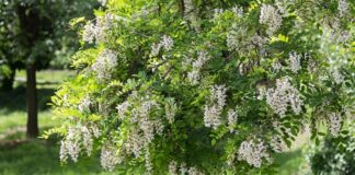 Akasya, hoş kokulu çiçekleri ve zarif görünümüyle bilinen, farklı iklim koşullarına uyum sağlayabilen dayanıklı bir ağaç ve çalı türüdür. Bilimsel olarak Acacia cinsine ait olan akasya ağacı, dünya genelinde geniş bir yayılış alanına sahiptir. Özellikle sıcak ve ılıman bölgelerde doğal olarak yetişen bu bitki, hem estetik hem de ekonomik değeriyle dikkat çeker. Konulu bir haber görseli.