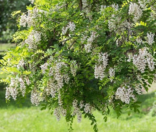 Akasya, hoş kokulu çiçekleri ve zarif görünümüyle bilinen, farklı iklim koşullarına uyum sağlayabilen dayanıklı bir ağaç ve çalı türüdür. Bilimsel olarak Acacia cinsine ait olan akasya ağacı, dünya genelinde geniş bir yayılış alanına sahiptir. Özellikle sıcak ve ılıman bölgelerde doğal olarak yetişen bu bitki, hem estetik hem de ekonomik değeriyle dikkat çeker. Konulu bir haber görseli.