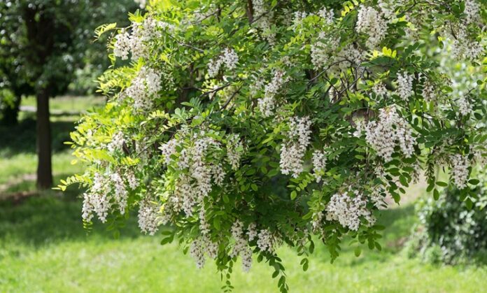 Akasya, hoş kokulu çiçekleri ve zarif görünümüyle bilinen, farklı iklim koşullarına uyum sağlayabilen dayanıklı bir ağaç ve çalı türüdür. Bilimsel olarak Acacia cinsine ait olan akasya ağacı, dünya genelinde geniş bir yayılış alanına sahiptir. Özellikle sıcak ve ılıman bölgelerde doğal olarak yetişen bu bitki, hem estetik hem de ekonomik değeriyle dikkat çeker. Konulu bir haber görseli.