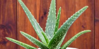 Doğal ürünlere olan ilginin arttığı günümüzde, Aloe Vera bitkisi hem kozmetik hem de sağlık alanında en çok konuşulan bitkilerden biri haline geldi. Yüzyıllardır farklı medeniyetler tarafından kullanılan bu mucizevi bitki, özellikle cilt bakımından sindirim sistemine kadar geniş bir kullanım alanına sahiptir. Peki, Aloe Vera nedir ve neden bu kadar popülerdir? Konulu bir haber görseli.