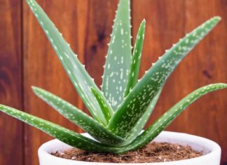 Doğal ürünlere olan ilginin arttığı günümüzde, Aloe Vera bitkisi hem kozmetik hem de sağlık alanında en çok konuşulan bitkilerden biri haline geldi. Yüzyıllardır farklı medeniyetler tarafından kullanılan bu mucizevi bitki, özellikle cilt bakımından sindirim sistemine kadar geniş bir kullanım alanına sahiptir. Peki, Aloe Vera nedir ve neden bu kadar popülerdir? Konulu bir haber görseli.