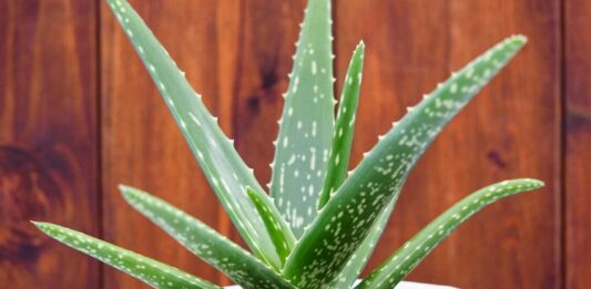 Doğal ürünlere olan ilginin arttığı günümüzde, Aloe Vera bitkisi hem kozmetik hem de sağlık alanında en çok konuşulan bitkilerden biri haline geldi. Yüzyıllardır farklı medeniyetler tarafından kullanılan bu mucizevi bitki, özellikle cilt bakımından sindirim sistemine kadar geniş bir kullanım alanına sahiptir. Peki, Aloe Vera nedir ve neden bu kadar popülerdir? Konulu bir haber görseli.