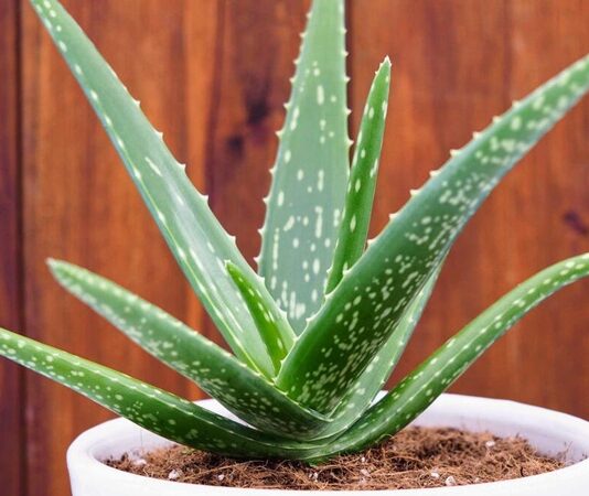 Doğal ürünlere olan ilginin arttığı günümüzde, Aloe Vera bitkisi hem kozmetik hem de sağlık alanında en çok konuşulan bitkilerden biri haline geldi. Yüzyıllardır farklı medeniyetler tarafından kullanılan bu mucizevi bitki, özellikle cilt bakımından sindirim sistemine kadar geniş bir kullanım alanına sahiptir. Peki, Aloe Vera nedir ve neden bu kadar popülerdir? Konulu bir haber görseli.