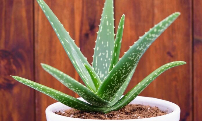 Doğal ürünlere olan ilginin arttığı günümüzde, Aloe Vera bitkisi hem kozmetik hem de sağlık alanında en çok konuşulan bitkilerden biri haline geldi. Yüzyıllardır farklı medeniyetler tarafından kullanılan bu mucizevi bitki, özellikle cilt bakımından sindirim sistemine kadar geniş bir kullanım alanına sahiptir. Peki, Aloe Vera nedir ve neden bu kadar popülerdir? Konulu bir haber görseli.