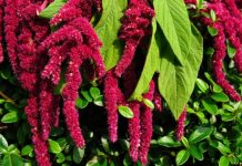 Amarant, son yıllarda sağlıklı beslenme trendlerinde öne çıkan ve besin değeri oldukça yüksek bir bitkisel kaynaktır. Glütensiz yapısı ile dikkat çeken amarant, hem tohumları hem de yapraklarıyla beslenmede farklı kullanımlara sahiptir. Özellikle yüksek protein ve lif içeriği sayesinde diyet listelerinde sıkça tercih edilir. Amarant, ayrıca mineral ve vitamin yönünden zengin bir kaynak olarak, sağlıklı yaşamı destekler ve bağışıklık sistemini güçlendirir. Konulu bir haber görseli.