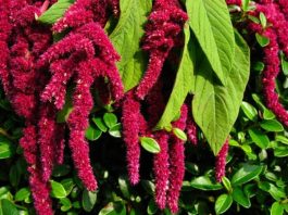 Amarant Nedir? Amarant’ın Faydaları Nelerdir? Amarant, son yıllarda sağlıklı beslenme trendlerinde öne çıkan ve besin değeri oldukça yüksek bir bitkisel kaynaktır. Glütensiz yapısı ile dikkat çeken amarant, hem tohumları hem de yapraklarıyla beslenmede farklı kullanımlara sahiptir. Özellikle yüksek protein ve lif içeriği sayesinde diyet listelerinde sıkça tercih edilir. Amarant, ayrıca mineral ve vitamin yönünden zengin bir kaynak olarak, sağlıklı yaşamı destekler ve bağışıklık sistemini güçlendirir. Konulu bir haber görseli.