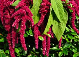 Amarant, son yıllarda sağlıklı beslenme trendlerinde öne çıkan ve besin değeri oldukça yüksek bir bitkisel kaynaktır. Glütensiz yapısı ile dikkat çeken amarant, hem tohumları hem de yapraklarıyla beslenmede farklı kullanımlara sahiptir. Özellikle yüksek protein ve lif içeriği sayesinde diyet listelerinde sıkça tercih edilir. Amarant, ayrıca mineral ve vitamin yönünden zengin bir kaynak olarak, sağlıklı yaşamı destekler ve bağışıklık sistemini güçlendirir. Konulu bir haber görseli.