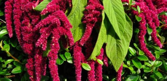 Amarant, son yıllarda sağlıklı beslenme trendlerinde öne çıkan ve besin değeri oldukça yüksek bir bitkisel kaynaktır. Glütensiz yapısı ile dikkat çeken amarant, hem tohumları hem de yapraklarıyla beslenmede farklı kullanımlara sahiptir. Özellikle yüksek protein ve lif içeriği sayesinde diyet listelerinde sıkça tercih edilir. Amarant, ayrıca mineral ve vitamin yönünden zengin bir kaynak olarak, sağlıklı yaşamı destekler ve bağışıklık sistemini güçlendirir. Konulu bir haber görseli.