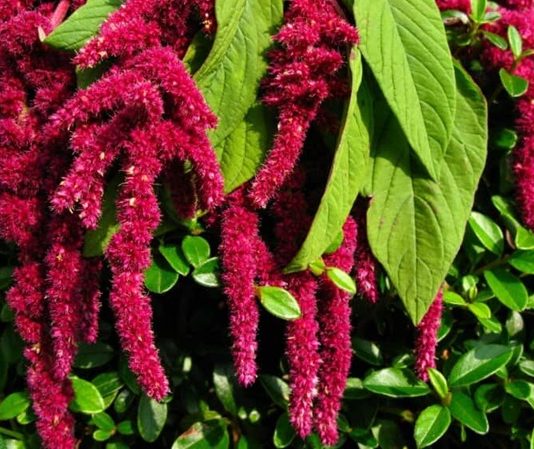 Amarant, son yıllarda sağlıklı beslenme trendlerinde öne çıkan ve besin değeri oldukça yüksek bir bitkisel kaynaktır. Glütensiz yapısı ile dikkat çeken amarant, hem tohumları hem de yapraklarıyla beslenmede farklı kullanımlara sahiptir. Özellikle yüksek protein ve lif içeriği sayesinde diyet listelerinde sıkça tercih edilir. Amarant, ayrıca mineral ve vitamin yönünden zengin bir kaynak olarak, sağlıklı yaşamı destekler ve bağışıklık sistemini güçlendirir. Konulu bir haber görseli.