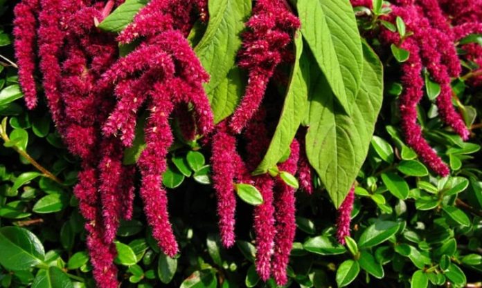 Amarant Nedir Amarant'ın Faydaları Nelerdir Amarant, son yıllarda sağlıklı beslenme trendlerinde öne çıkan ve besin değeri oldukça yüksek bir bitkisel kaynaktır. Glütensiz yapısı ile dikkat çeken amarant, hem tohumları hem de yapraklarıyla beslenmede farklı kullanımlara sahiptir. Özellikle yüksek protein ve lif içeriği sayesinde diyet listelerinde sıkça tercih edilir. Amarant, ayrıca mineral ve vitamin yönünden zengin bir kaynak olarak, sağlıklı yaşamı destekler ve bağışıklık sistemini güçlendirir. Konulu bir haber görseli.