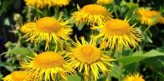 Doğal bitkiler arasında kök kısmıyla öne çıkan ve geleneksel kullanımı oldukça eskiye dayanan Andız Otu, özellikle Anadolu’da bilinen ve değerlendirilen bitkilerden biridir. Halk hekimliğinde farklı amaçlarla kullanılan bu bitki, son yıllarda yeniden ilgi görmeye başlamıştır. Özellikle andız otu kökü ve bundan elde edilen ürünler alternatif destek arayışında olanların dikkatini çekmektedir. Konulu bir haber görseli.