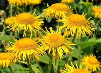 Doğal bitkiler arasında kök kısmıyla öne çıkan ve geleneksel kullanımı oldukça eskiye dayanan Andız Otu, özellikle Anadolu’da bilinen ve değerlendirilen bitkilerden biridir. Halk hekimliğinde farklı amaçlarla kullanılan bu bitki, son yıllarda yeniden ilgi görmeye başlamıştır. Özellikle andız otu kökü ve bundan elde edilen ürünler alternatif destek arayışında olanların dikkatini çekmektedir. Konulu bir haber görseli.