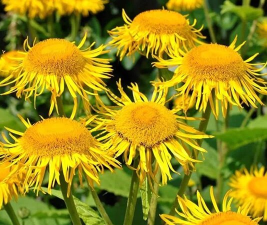 Andız Otu Nedir? Andız Otu’nun Faydaları Nelerdir? Doğal bitkiler arasında kök kısmıyla öne çıkan ve geleneksel kullanımı oldukça eskiye dayanan Andız Otu, özellikle Anadolu’da bilinen ve değerlendirilen bitkilerden biridir. Halk hekimliğinde farklı amaçlarla kullanılan bu bitki, son yıllarda yeniden ilgi görmeye başlamıştır. Özellikle andız otu kökü ve bundan elde edilen ürünler alternatif destek arayışında olanların dikkatini çekmektedir. Konulu bir haber görseli.