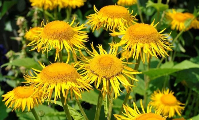 Doğal bitkiler arasında kök kısmıyla öne çıkan ve geleneksel kullanımı oldukça eskiye dayanan Andız Otu, özellikle Anadolu’da bilinen ve değerlendirilen bitkilerden biridir. Halk hekimliğinde farklı amaçlarla kullanılan bu bitki, son yıllarda yeniden ilgi görmeye başlamıştır. Özellikle andız otu kökü ve bundan elde edilen ürünler alternatif destek arayışında olanların dikkatini çekmektedir. Konulu bir haber görseli.