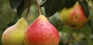 Armut Nedir? Armut’un Faydaları Nelerdir? Sulu yapısı ve hafif tatlı aromasıyla sofraların sevilen meyvelerinden biri olan Armut, hem lezzeti hem de besin değeri açısından dikkat çeker. Yaz ve sonbahar aylarında daha sık tüketilen bu meyve, farklı çeşitleriyle yılın büyük bölümünde bulunabilir. Sağlıklı beslenmeye önem veren pek çok kişi, Armut nedir ve vücuda ne gibi katkılar sağlar sorusunun yanıtını merak etmektedir. Konulu bir haber görseli.