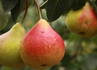 Sulu yapısı ve hafif tatlı aromasıyla sofraların sevilen meyvelerinden biri olan Armut, hem lezzeti hem de besin değeri açısından dikkat çeker. Yaz ve sonbahar aylarında daha sık tüketilen bu meyve, farklı çeşitleriyle yılın büyük bölümünde bulunabilir. Sağlıklı beslenmeye önem veren pek çok kişi, Armut nedir ve vücuda ne gibi katkılar sağlar sorusunun yanıtını merak etmektedir. Konulu bir haber görseli.