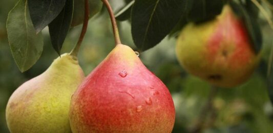 Armut Nedir? Armut’un Faydaları Nelerdir? Sulu yapısı ve hafif tatlı aromasıyla sofraların sevilen meyvelerinden biri olan Armut, hem lezzeti hem de besin değeri açısından dikkat çeker. Yaz ve sonbahar aylarında daha sık tüketilen bu meyve, farklı çeşitleriyle yılın büyük bölümünde bulunabilir. Sağlıklı beslenmeye önem veren pek çok kişi, Armut nedir ve vücuda ne gibi katkılar sağlar sorusunun yanıtını merak etmektedir. Konulu bir haber görseli.