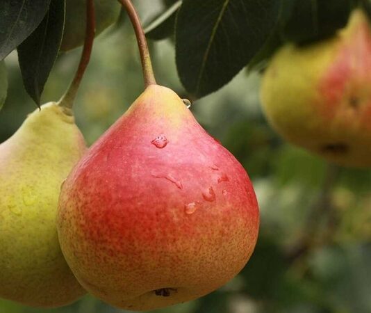 Sulu yapısı ve hafif tatlı aromasıyla sofraların sevilen meyvelerinden biri olan Armut, hem lezzeti hem de besin değeri açısından dikkat çeker. Yaz ve sonbahar aylarında daha sık tüketilen bu meyve, farklı çeşitleriyle yılın büyük bölümünde bulunabilir. Sağlıklı beslenmeye önem veren pek çok kişi, Armut nedir ve vücuda ne gibi katkılar sağlar sorusunun yanıtını merak etmektedir. Konulu bir haber görseli.