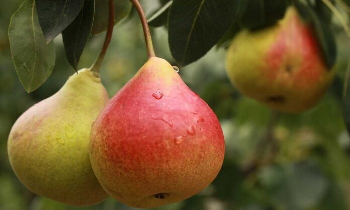 Sulu yapısı ve hafif tatlı aromasıyla sofraların sevilen meyvelerinden biri olan Armut, hem lezzeti hem de besin değeri açısından dikkat çeker. Yaz ve sonbahar aylarında daha sık tüketilen bu meyve, farklı çeşitleriyle yılın büyük bölümünde bulunabilir. Sağlıklı beslenmeye önem veren pek çok kişi, Armut nedir ve vücuda ne gibi katkılar sağlar sorusunun yanıtını merak etmektedir. Konulu bir haber görseli.