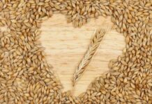 Tarihin en eski tahıllarından biri olan arpa, hem insan beslenmesinde hem de hayvancılıkta önemli bir yere sahiptir. Anadolu’da yüzyıllardır yetiştirilen ve tüketilen arpa, dayanıklı yapısı sayesinde farklı iklim koşullarında üretilebilen değerli bir tahıldır. Günümüzde çorbalardan salatalara, ekmek yapımından içecek üretimine kadar pek çok alanda kullanılmaktadır. Yüksek besin değeri ile dikkat çeken bu tahıl, sağlıklı yaşamı destekleyen doğal bir kaynak olarak öne çıkar. Konulu bir haber görseli.