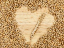 Arpa Nedir? Arpa’nın Faydaları Nelerdir? Tarihin en eski tahıllarından biri olan arpa, hem insan beslenmesinde hem de hayvancılıkta önemli bir yere sahiptir. Anadolu’da yüzyıllardır yetiştirilen ve tüketilen arpa, dayanıklı yapısı sayesinde farklı iklim koşullarında üretilebilen değerli bir tahıldır. Günümüzde çorbalardan salatalara, ekmek yapımından içecek üretimine kadar pek çok alanda kullanılmaktadır. Yüksek besin değeri ile dikkat çeken bu tahıl, sağlıklı yaşamı destekleyen doğal bir kaynak olarak öne çıkar. Konulu bir haber görseli.