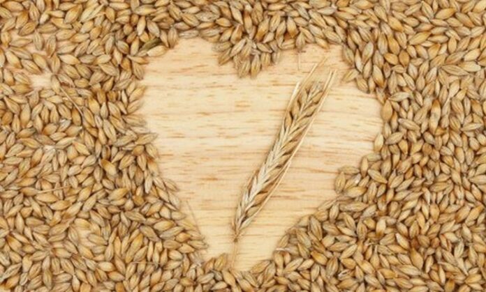 Tarihin en eski tahıllarından biri olan arpa, hem insan beslenmesinde hem de hayvancılıkta önemli bir yere sahiptir. Anadolu’da yüzyıllardır yetiştirilen ve tüketilen arpa, dayanıklı yapısı sayesinde farklı iklim koşullarında üretilebilen değerli bir tahıldır. Günümüzde çorbalardan salatalara, ekmek yapımından içecek üretimine kadar pek çok alanda kullanılmaktadır. Yüksek besin değeri ile dikkat çeken bu tahıl, sağlıklı yaşamı destekleyen doğal bir kaynak olarak öne çıkar. Konulu bir haber görseli.