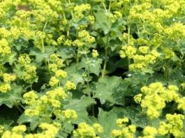 Aslanpençesi Nedir? Aslanpençesi’nin Faydaları Nelerdir? Aslanpençesi, geleneksel tıpta yüzyıllardır kullanılan, özellikle solunum yolları ve cilt sağlığı üzerinde olumlu etkileri olan bir bitkidir. Latince adı Leonurus cardiaca olan aslanpençesi, Avrupa ve Asya’nın ılıman iklimlerinde yetişir. Bitkinin yaprak, çiçek ve kök kısımları farklı şekillerde kullanılabilir ve içerdiği flavonoid, alkaloid ve fenolik bileşikler sayesinde sağlık açısından çeşitli faydalar sağlar. Konulu bir haber görseli.