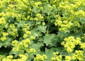 Aslanpençesi, geleneksel tıpta yüzyıllardır kullanılan, özellikle solunum yolları ve cilt sağlığı üzerinde olumlu etkileri olan bir bitkidir. Latince adı Leonurus cardiaca olan aslanpençesi, Avrupa ve Asya’nın ılıman iklimlerinde yetişir. Bitkinin yaprak, çiçek ve kök kısımları farklı şekillerde kullanılabilir ve içerdiği flavonoid, alkaloid ve fenolik bileşikler sayesinde sağlık açısından çeşitli faydalar sağlar. Konulu bir haber görseli.