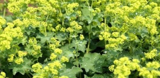 Aslanpençesi Nedir? Aslanpençesi’nin Faydaları Nelerdir? Aslanpençesi, geleneksel tıpta yüzyıllardır kullanılan, özellikle solunum yolları ve cilt sağlığı üzerinde olumlu etkileri olan bir bitkidir. Latince adı Leonurus cardiaca olan aslanpençesi, Avrupa ve Asya’nın ılıman iklimlerinde yetişir. Bitkinin yaprak, çiçek ve kök kısımları farklı şekillerde kullanılabilir ve içerdiği flavonoid, alkaloid ve fenolik bileşikler sayesinde sağlık açısından çeşitli faydalar sağlar. Konulu bir haber görseli.