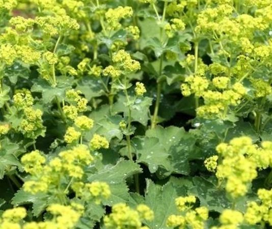 Aslanpençesi, geleneksel tıpta yüzyıllardır kullanılan, özellikle solunum yolları ve cilt sağlığı üzerinde olumlu etkileri olan bir bitkidir. Latince adı Leonurus cardiaca olan aslanpençesi, Avrupa ve Asya’nın ılıman iklimlerinde yetişir. Bitkinin yaprak, çiçek ve kök kısımları farklı şekillerde kullanılabilir ve içerdiği flavonoid, alkaloid ve fenolik bileşikler sayesinde sağlık açısından çeşitli faydalar sağlar. Konulu bir haber görseli.