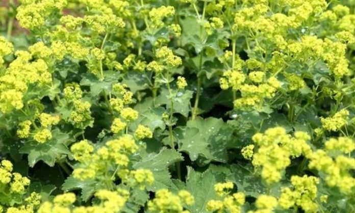 Aslanpençesi, geleneksel tıpta yüzyıllardır kullanılan, özellikle solunum yolları ve cilt sağlığı üzerinde olumlu etkileri olan bir bitkidir. Latince adı Leonurus cardiaca olan aslanpençesi, Avrupa ve Asya’nın ılıman iklimlerinde yetişir. Bitkinin yaprak, çiçek ve kök kısımları farklı şekillerde kullanılabilir ve içerdiği flavonoid, alkaloid ve fenolik bileşikler sayesinde sağlık açısından çeşitli faydalar sağlar. Konulu bir haber görseli.