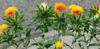 Geleneksel tarım ve bitkisel sağlık dünyasında dikkat çeken Aspir, özellikle yağ üretiminde ve beslenme alanında önemli bir bitki olarak öne çıkar. Latince adı Carthamus tinctorius olan bu bitki, uzun yıllardır hem gıda hem de kozmetik sektöründe kullanılmaktadır. Aspir, içeriğindeki değerli yağ asitleri ve vitaminler sayesinde sağlığa çeşitli katkılar sağlar ve farklı tüketim şekilleri ile kullanılabilir. Konulu bir haber görseli.