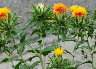 Geleneksel tarım ve bitkisel sağlık dünyasında dikkat çeken Aspir, özellikle yağ üretiminde ve beslenme alanında önemli bir bitki olarak öne çıkar. Latince adı Carthamus tinctorius olan bu bitki, uzun yıllardır hem gıda hem de kozmetik sektöründe kullanılmaktadır. Aspir, içeriğindeki değerli yağ asitleri ve vitaminler sayesinde sağlığa çeşitli katkılar sağlar ve farklı tüketim şekilleri ile kullanılabilir. Konulu bir haber görseli.