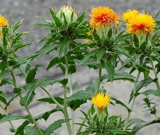 Geleneksel tarım ve bitkisel sağlık dünyasında dikkat çeken Aspir, özellikle yağ üretiminde ve beslenme alanında önemli bir bitki olarak öne çıkar. Latince adı Carthamus tinctorius olan bu bitki, uzun yıllardır hem gıda hem de kozmetik sektöründe kullanılmaktadır. Aspir, içeriğindeki değerli yağ asitleri ve vitaminler sayesinde sağlığa çeşitli katkılar sağlar ve farklı tüketim şekilleri ile kullanılabilir. Konulu bir haber görseli.
