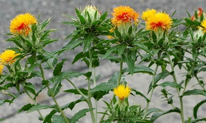 Aspir Nedir Aspir'in Faydaları Nelerdir Geleneksel tarım ve bitkisel sağlık dünyasında dikkat çeken Aspir, özellikle yağ üretiminde ve beslenme alanında önemli bir bitki olarak öne çıkar. Latince adı Carthamus tinctorius olan bu bitki, uzun yıllardır hem gıda hem de kozmetik sektöründe kullanılmaktadır. Aspir, içeriğindeki değerli yağ asitleri ve vitaminler sayesinde sağlığa çeşitli katkılar sağlar ve farklı tüketim şekilleri ile kullanılabilir. Konulu bir haber görseli.