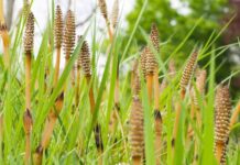 Doğada kendiliğinden yetişen ve ince, uzun yapısıyla dikkat çeken At Kuyruğu, yüzyıllardır geleneksel tıpta kullanılan şifalı bitkiler arasında yer almaktadır. Özellikle nemli bölgelerde ve dere kenarlarında yetişen bu bitki, kendine özgü görünümü sayesinde kolayca tanınır. Son yıllarda bitkisel ürünlere olan ilginin artmasıyla birlikte At Kuyruğu nedir ve hangi alanlarda kullanılır soruları daha sık gündeme gelmektedir. Konulu bir haber görseli.