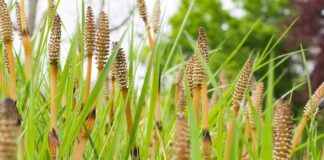 Doğada kendiliğinden yetişen ve ince, uzun yapısıyla dikkat çeken At Kuyruğu, yüzyıllardır geleneksel tıpta kullanılan şifalı bitkiler arasında yer almaktadır. Özellikle nemli bölgelerde ve dere kenarlarında yetişen bu bitki, kendine özgü görünümü sayesinde kolayca tanınır. Son yıllarda bitkisel ürünlere olan ilginin artmasıyla birlikte At Kuyruğu nedir ve hangi alanlarda kullanılır soruları daha sık gündeme gelmektedir. Konulu bir haber görseli.